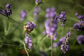 Honey bee on lavender