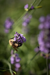 Honey bee on lavender