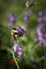 Honey bee on lavender