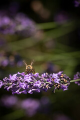 Honey bee on lavender