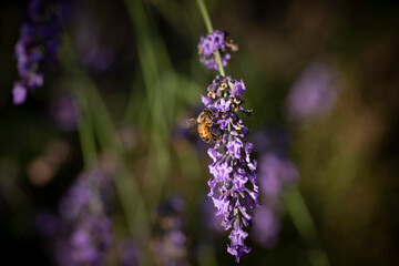 Honey bee on lavender