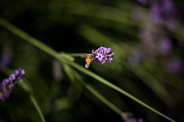 Honey bee on lavender