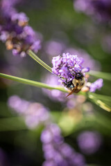 Honey bee on lavender