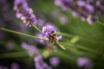Honey bee on lavender