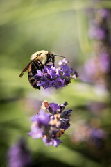 Honey bee on lavender