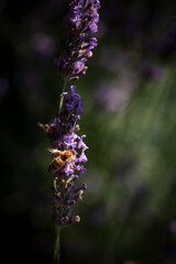 Honey bee on lavender