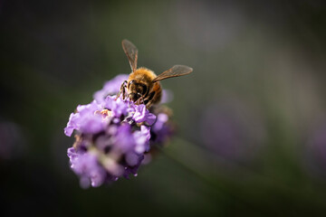 Honey bee on lavender