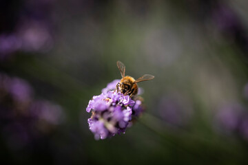 Honey bee on lavender