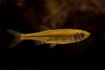 Sunbleak, belic, moderlieschen (Leucaspius delineatus).