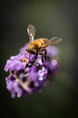 Honey bee on lavender