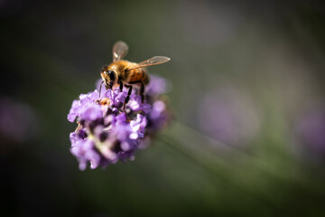 Honey bee on lavender