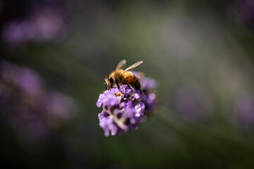 Honey bee on lavender