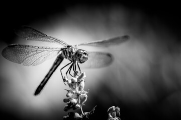 Dragonfly in black and white