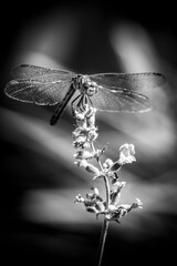 Dragonfly in black and white
