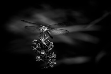 Dragonfly in black and white