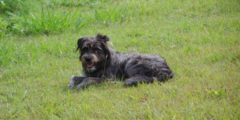 Naklejka na ściany i meble Schnauzer Mix dog laying in the grass
