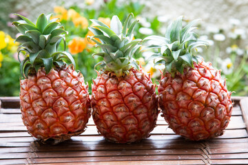 Three small pineapples in a row
