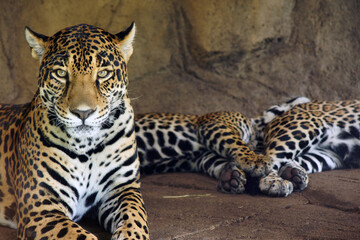 Jaguar in Zoo