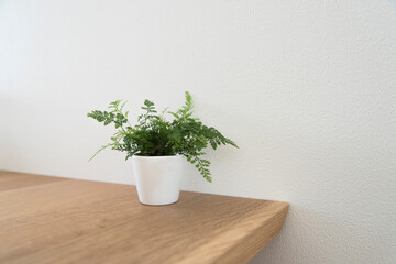 シンプルな観葉植物と白い壁