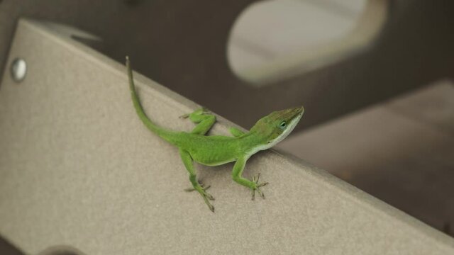 One small long green gecko lizard hangs on outdoor furniture and walks away, handheld close up