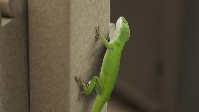 Single small long green gecko lizard clinging and hanging on vertically to outdoor furniture with sticky toe pads, handheld extreme close up profile