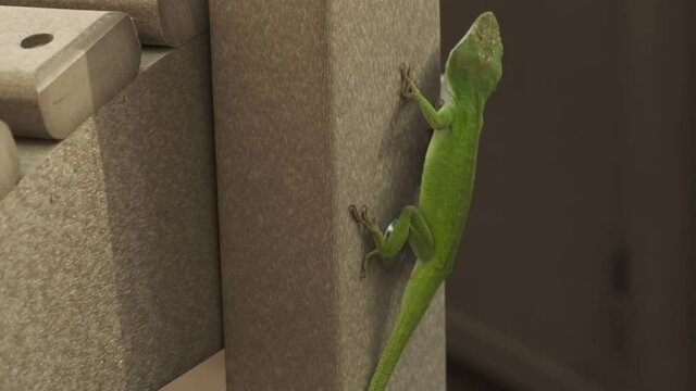 Single small long green gecko lizard clinging, hanging and vertically still on outdoor furniture with sticky toe pads looking up, handheld extreme close up profile