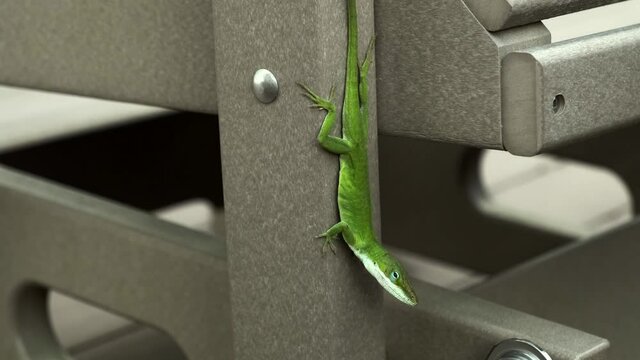 One small green gecko lizard clinging, hanging and vertically upside down on outdoor furniture with sticky toe pads raising head, handheld extreme close up profile