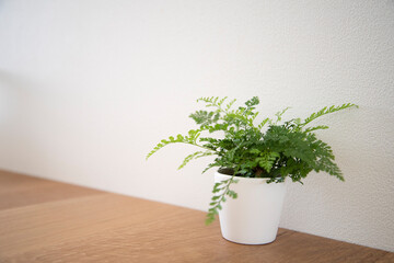 シンプルな観葉植物と白い壁