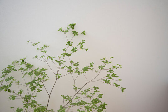 白背景の観葉植物　ドウダンツツジ　部屋　室内　自然光　ナチュラル　インテリアグリーン　余白　ホワイトスペース　コピースペース　文字スペース　枝　美しい　白壁　グラフィック素材　グラフィック背景　背景　壁紙　背景素材　素材　写真　