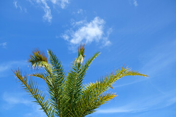 Top of a tropical palm tree, blue sky and white clouds on a bright sunny day in tropics.