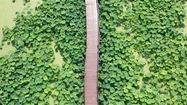 Aerial view of lotus leaves and wooden plank road on the lake.