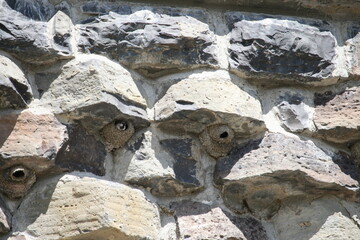 Birds Nests With A Bird Sticking Head Out On Roosevelt Arch, Yellowstone 