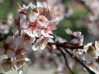 Plum Blossom