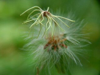 Emilia sonchifolia (lilac tassel flower, Cacalia sonchifolia L.) with natural background. This plant has a special aroma and is often made urap-urap (indonesian salad). indonesian call it tempu wiyang