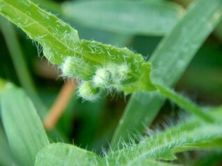 Emilia sonchifolia (lilac tassel flower, Cacalia sonchifolia L.) with natural background. This plant has a special aroma and is often made urap-urap (indonesian salad). indonesian call it tempu wiyang