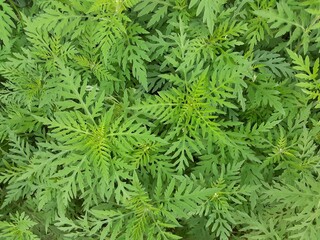 green pine needles