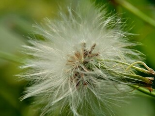 Emilia sonchifolia (lilac tassel flower, Cacalia sonchifolia L.) with natural background. This plant has a special aroma and is often made urap-urap (indonesian salad). indonesian call it tempu wiyang