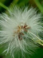 Fototapeta premium Emilia sonchifolia (lilac tassel flower, Cacalia sonchifolia L.) with natural background. This plant has a special aroma and is often made urap-urap (indonesian salad). indonesian call it tempu wiyang