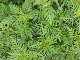 close up of pine needles