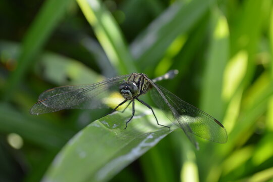image of dragonfly on green pandanus