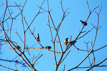 BIRDS