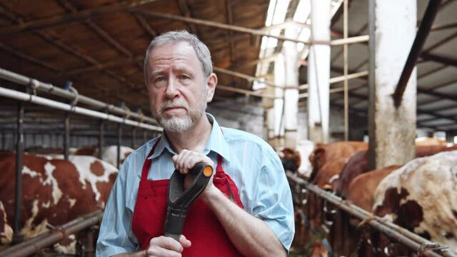 Smiling male cheesemaker farmer smiling looking at camera in cowshed barn on milky farm. Cows eating grass on background. Dairy production business insurance. Husbandry. Portrait. Vet. 4K