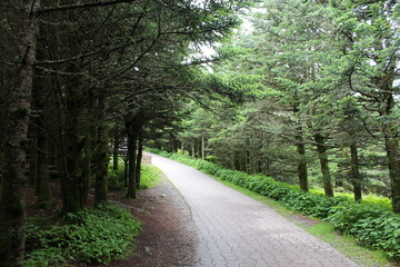 Fototapeta premium path in forest