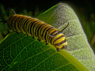 monarch caterpillar, monarch