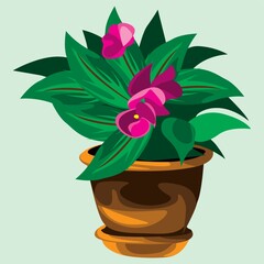 flower plant in pot