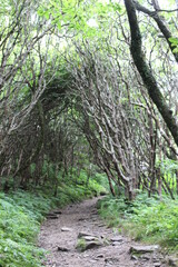Fototapeta premium path in the forest