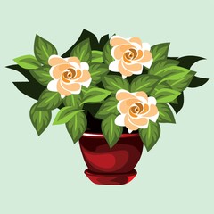 rose flower plant in pot