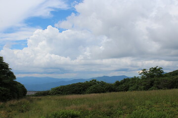 clouds over the forest
