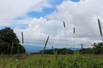 green grass and blue sky