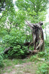 tree in the woods